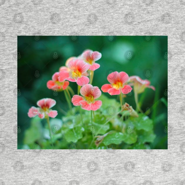 Nasturtium flowers photo by MistyLakeArt